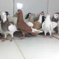 ماده رنگی پرشی دسته ۲۱