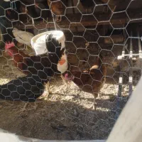 مرغ خانگی|حیوانات مزرعه|کازرون, |دیوار