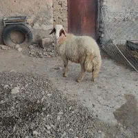 گوسفند یا کاور ورن سنجابی اصیل
