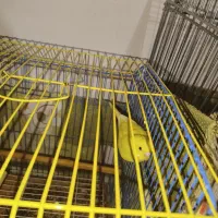 یک دانه مرغ عشق نر بدون قفس