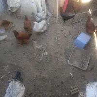 مرغ و خروس|حیوانات مزرعه|مشهد, نوید|دیوار