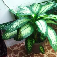 گل دیفن زیبا و سرحال