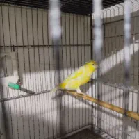 قناری سوپری کاکلی نر مست بخون|پرنده|بجنورد, |دیوار