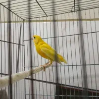 قناری ماده طلایی|پرنده|شیراز, پودنک|دیوار