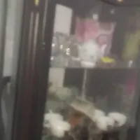 بوفه سالم