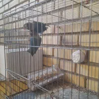 طوطی کوتوله