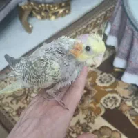 عروس هلندی