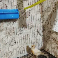 قناری ماده|پرنده|تربت‌حیدریه, بالا ولایت|دیوار