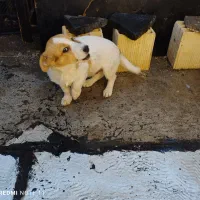 فروش توله سگ نر ۴ماهه وسترن|سگ|میانه, |دیوار