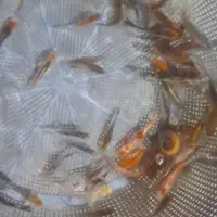 ماهی قرمز|ماهی|ساری, |دیوار