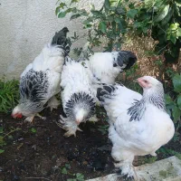 فروش چند جفت برهما لایت در بندرانزلی|حیوانات مزرعه|رشت, سعدی (تختی)|دیوار