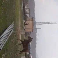 مادیان|اسب و تجهیزات اسبسواری|پلدختر, |دیوار