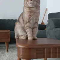 گربه خوش‌تیپ