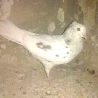 کفتر هما سرور خوشگل قرص محکم|پرنده|خزل, |دیوار