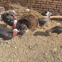 بوقلمون|حیوانات مزرعه|آران و بیدگل, |دیوار