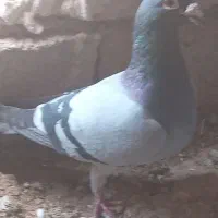 کبوتر|پرنده|سده (خراسان جنوبی), |دیوار