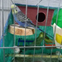 مرغ عشق فنچ با دوتا قفس