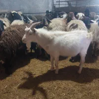 بز نر سانن چهار دندان اصل واسه نسل کشی|حیوانات مزرعه|سروآباد, |دیوار