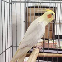 عروس هلندی لوتینو نر آماده جفت گیری