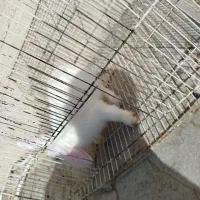 خرگوش|موش و خرگوش|نیشابور, مازول|دیوار