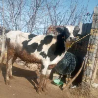 گاو جوان و نژاد دار