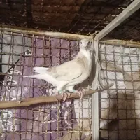 کبوتر|پرنده|رشتخوار, |دیوار