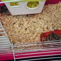 همستر رایگان