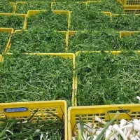 پخش سبزی پاک و شسته شده