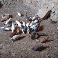 کبوتر.سرخ زرد|پرنده|چگنی, |دیوار