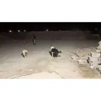 یک عدد سگ نگهبان|سگ|خاوران, |دیوار