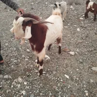 گوسفند|حیوانات مزرعه|فاریاب, |دیوار