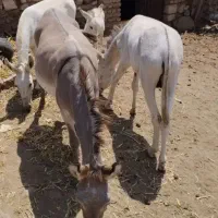 شیر بهداشتی الاغ