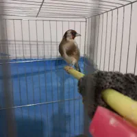 سهره چهارگل نر ۳سال قفس|پرنده|مشهد, شهید بصیر|دیوار