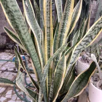 گل سانسوریا