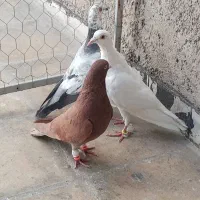 کبوتر پلاکی