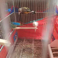 سهره کرمونی مست و بخون.فروشی یا معاوضه با قناری.