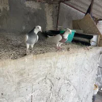 کبوتر|پرنده|اردبیل, |دیوار