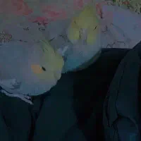 عروس هلندی دستی|پرنده|نیمروز, |دیوار