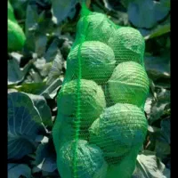 بارگیری کلم کاهو و قیر