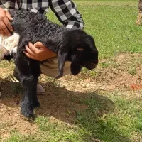 6تا میش جوان