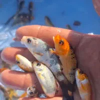 ماهی قرمز عید|ماهی|قم, بنیاد|دیوار