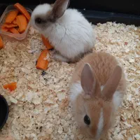 فروش دو عدد خرگوش خوشکل و بامزه