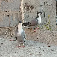 کفتر ریش کاکل