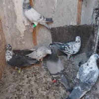 کبوتر المانی کرمونی|پرنده|مشهد, سجادیه|دیوار