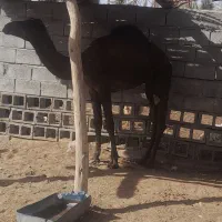 فروش دوعدد شتر نردوسال