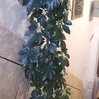 درختچه شفلرا|گل و گیاه طبیعی|فارسان, |دیوار