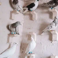 13تا کفتر هوایی