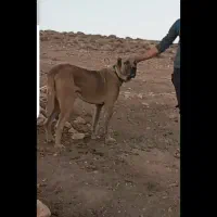 سگ صرابی|سگ|خرمآباد, |دیوار