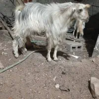 3عدد گوسفند در بستک|حیوانات مزرعه|بستک, |دیوار