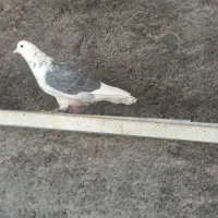 کفترفروشی|پرنده|شاهرود, |دیوار